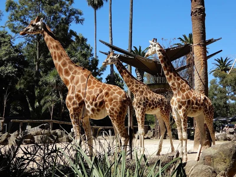 Melbourne Zoo zoo in Melbourne, VIC