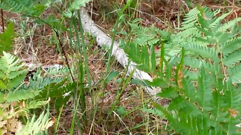 View of MI DNR Pigeon River Country State Forest Headquarters in Indian River, MI