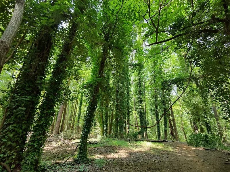 Mims Trail hiking area in Holly Springs, NC