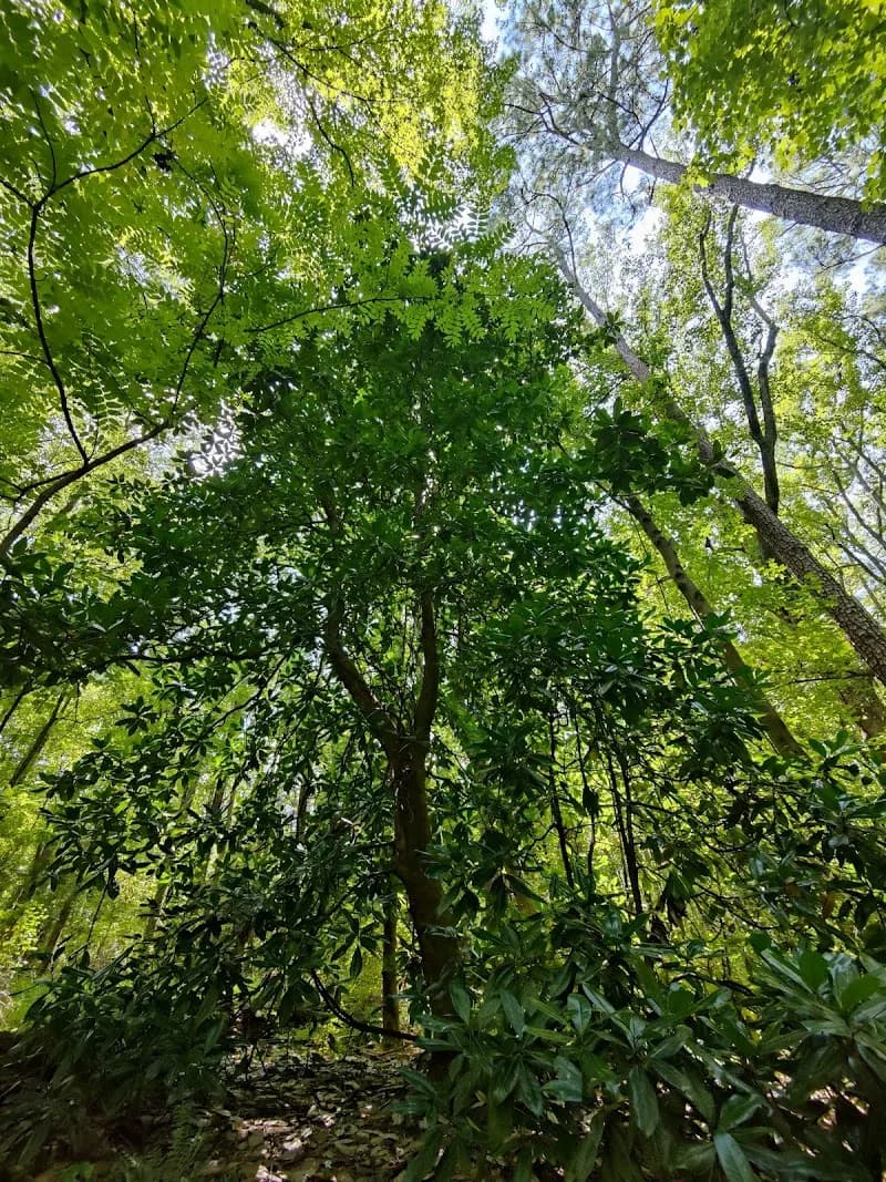 View of Mims Trail in Holly Springs, NC