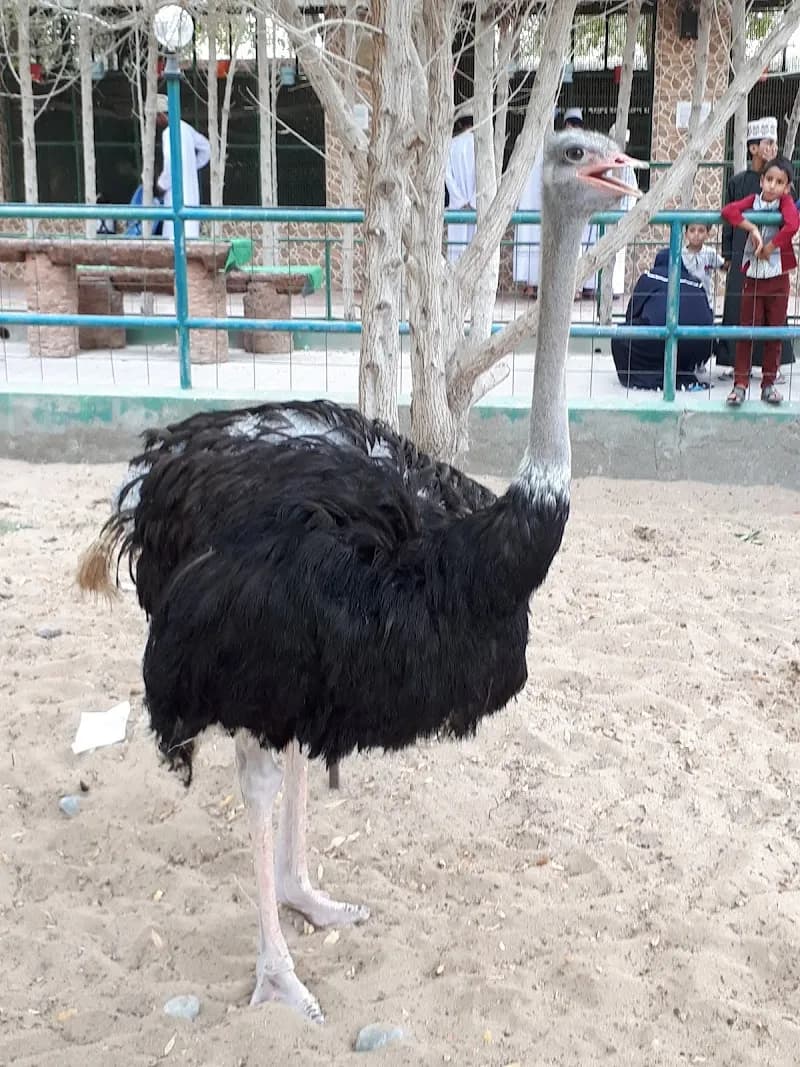 Muscat Zoo zoo in Muscat, MUS