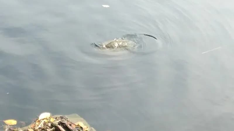View of Museo de Arte de Bayamón in Bayamón, PR