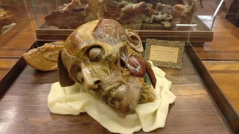 View of Museum of Natural History, La Specola in Florence, TC