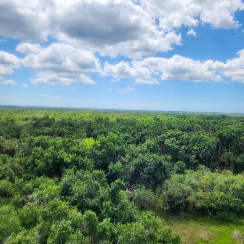 View of Myakka River State Park in Sarasota, FL