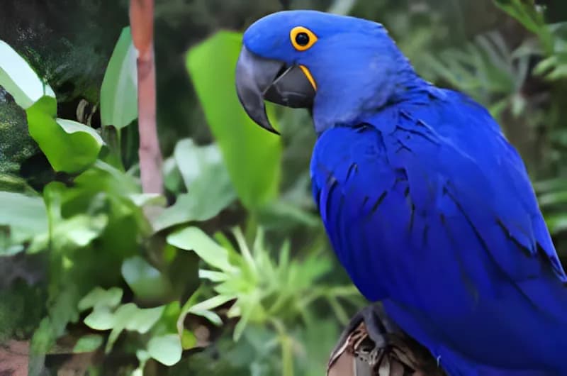 Nancy Forrester's Secret Garden garden in Key West, FL