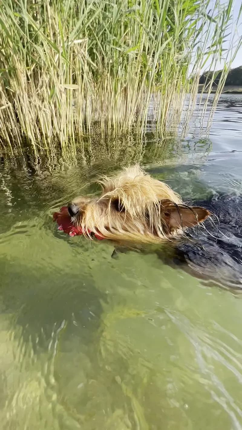 View of Neue Donau Beach Areas in Leopoldau, VIE