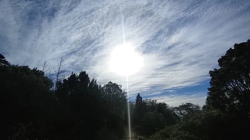 View of Newlands Forest in Newlands, WC