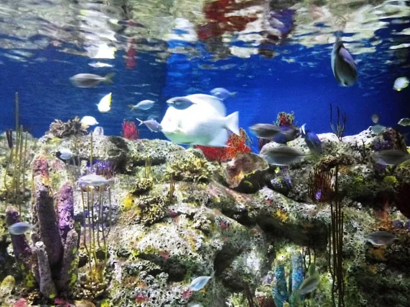 North Carolina Aquarium at Fort Fisher aquarium in Fayetteville, NC