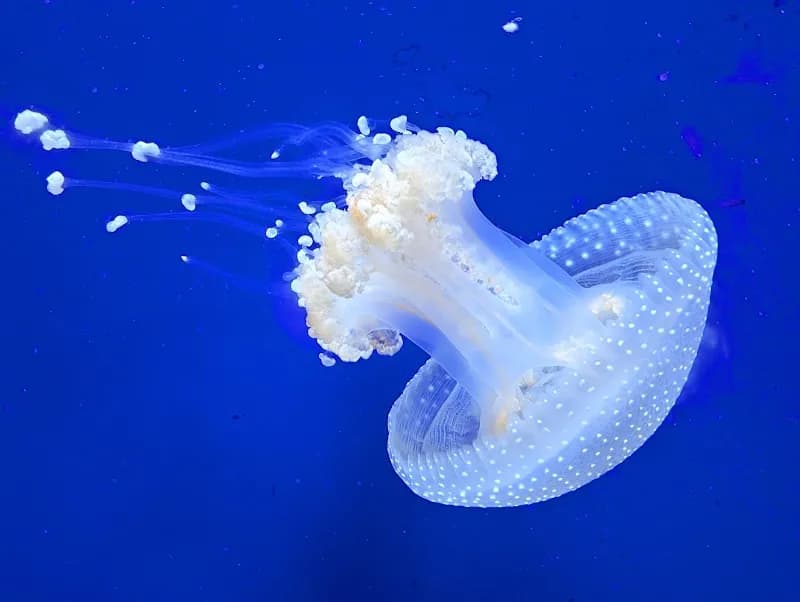 View of North Carolina Aquarium at Pine Knoll Shores in Nags Head, NC
