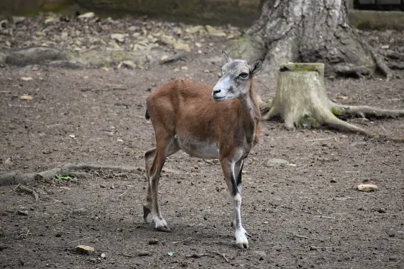 Ohrada Park Mini Zoo zoo in Žižkov, CZ