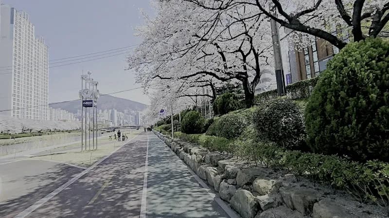 View of Oncheon-cheon in Dongnae-gu, Busan
