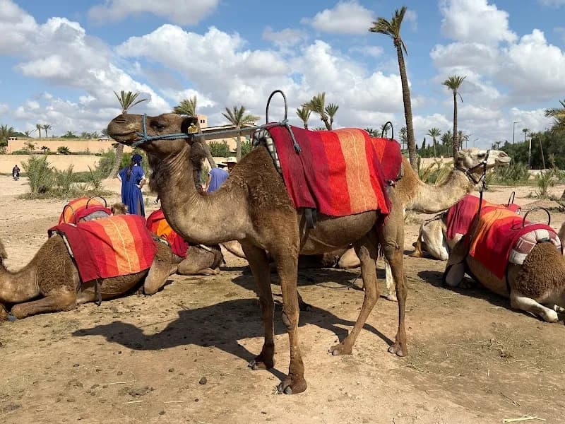 Palmeraie Picnic Grounds & Dining restaurant in Palmeraie, MS