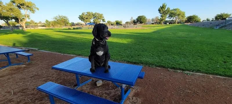 View of Paradise Hills Skate Park in Paradise Hills, NM
