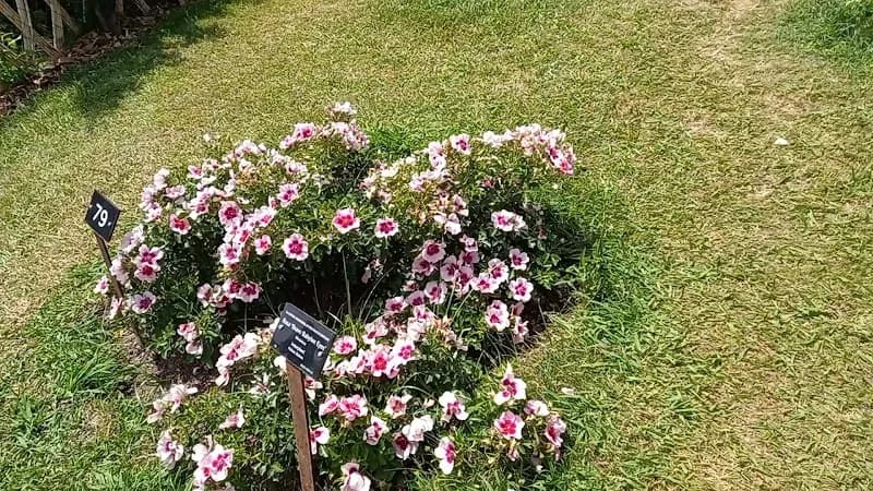View of Parc de Cervantes in Esplugues de Llobregat, CT