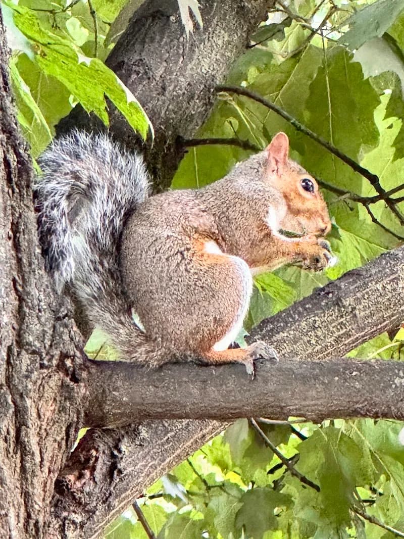 Parco Castello city park in Legnano, Lombardy