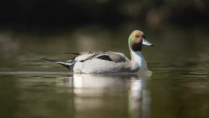 View of Parco Castello in Legnano, Lombardy