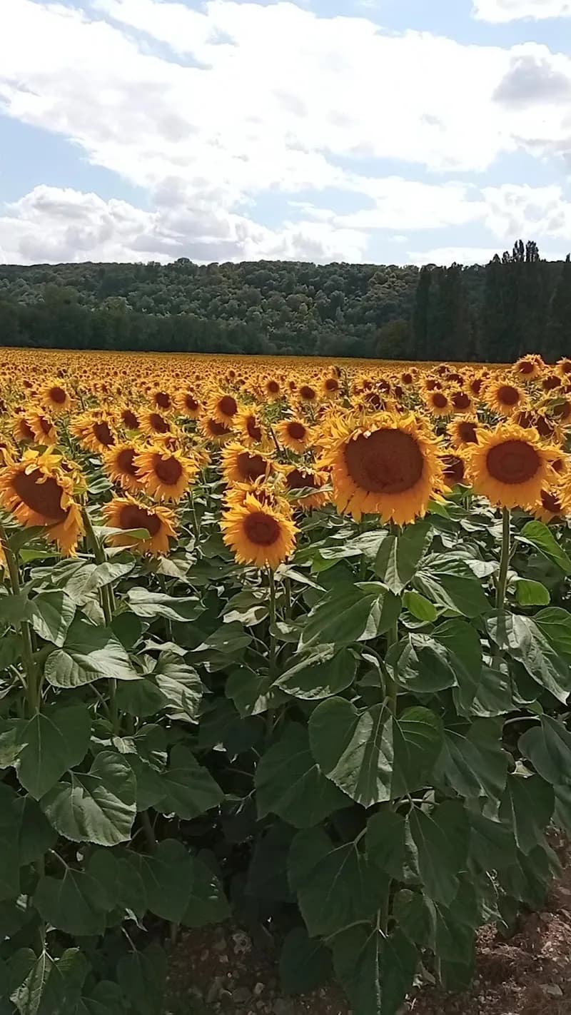 View of Parking Les Jardins de Claude Monet in Monet's Giverny, IDF