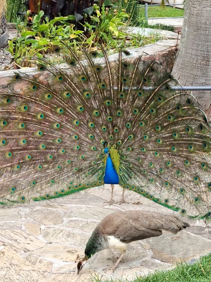 Parque de las Acacias park in Montevideo, MO