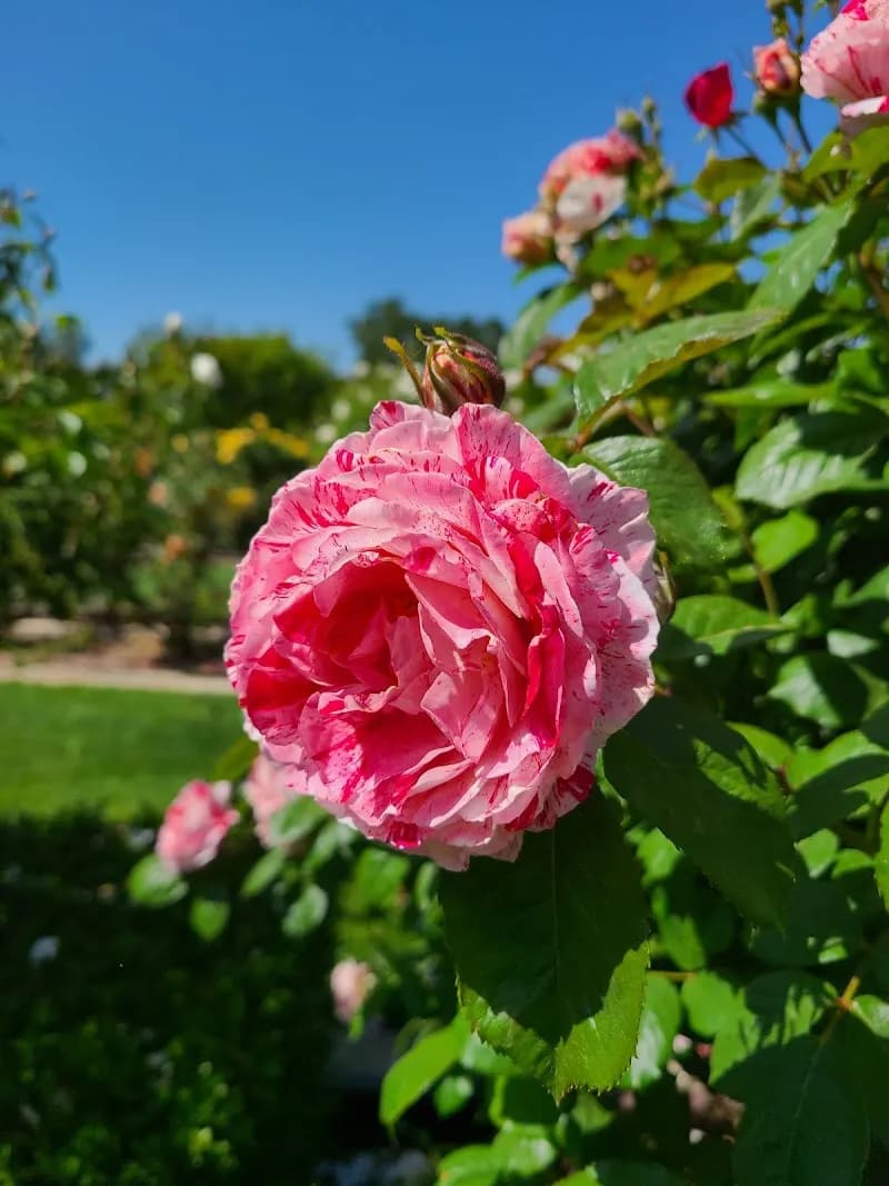 View of Peter Hill Heritage Park in Rocklin, CA