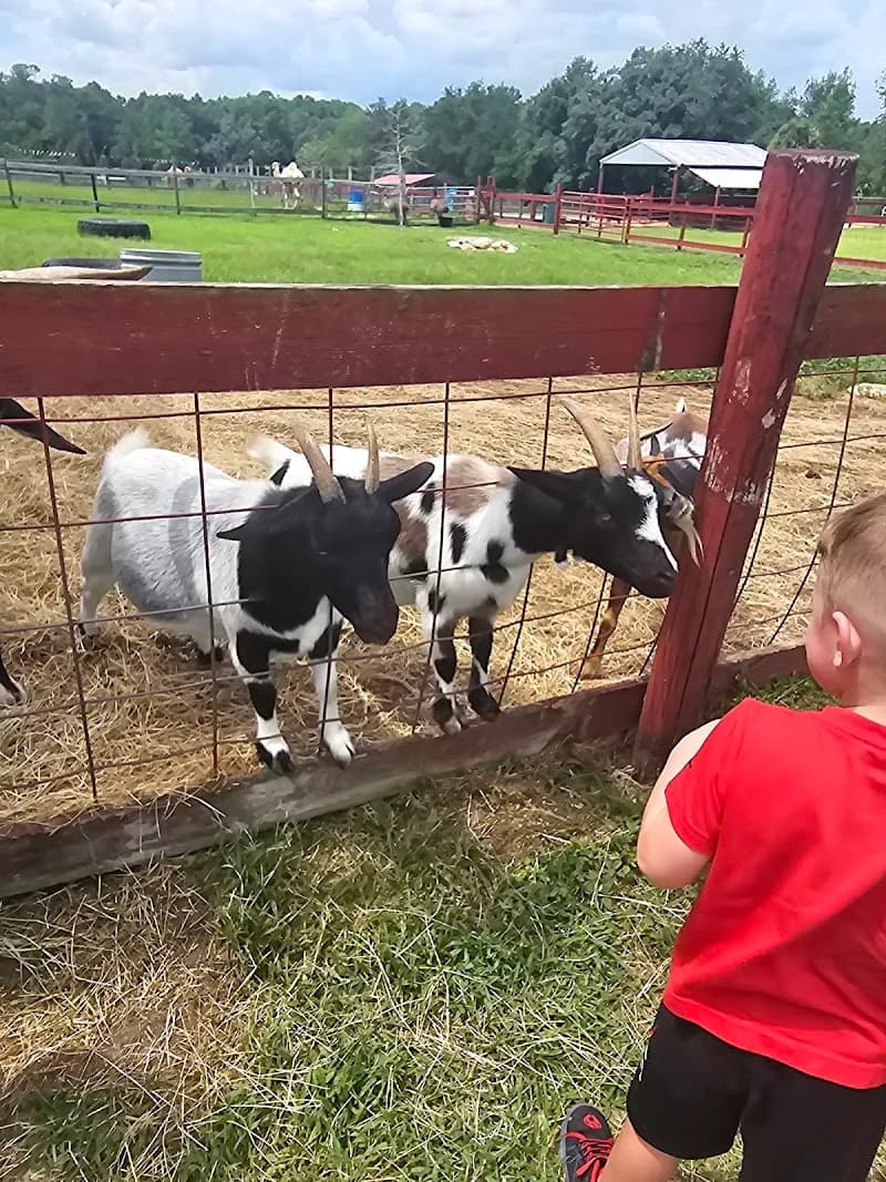 View of Petting Zoo Ocala in Ocala, FL
