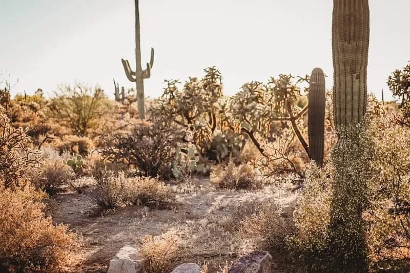 Picture Rocks Wash Trail route in Picture Rocks, AZ