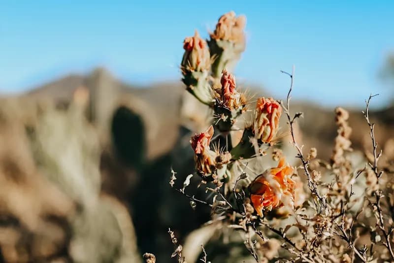 View of Picture Rocks Wash Trail in Picture Rocks, AZ