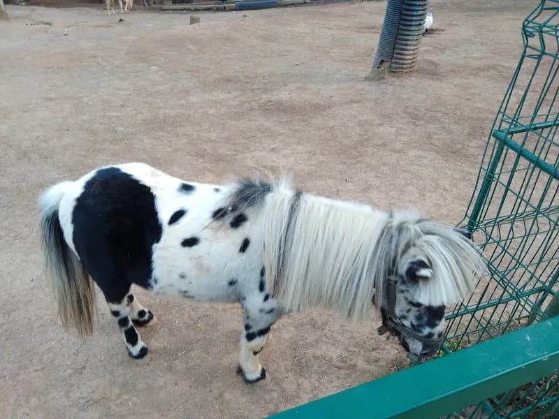 Piknik Alanı picnic ground in Çekmeköy, Istanbul