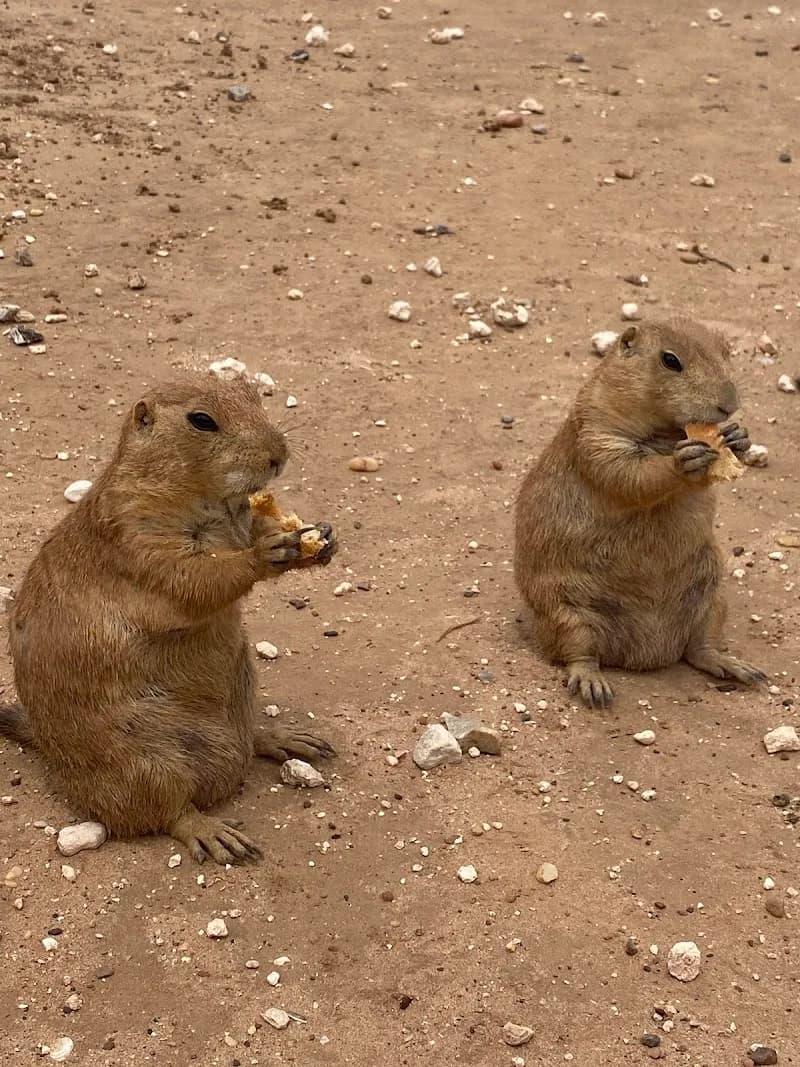 View of Prairie Dog Town in Lubbock, TX