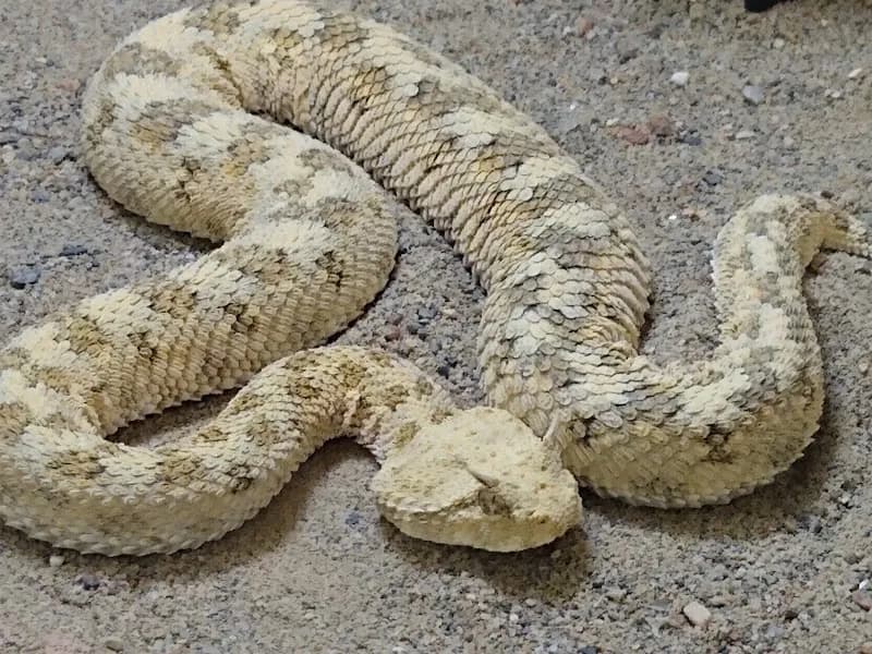 View of Rattlesnake Museum & Gift Shop in Old Town, NM