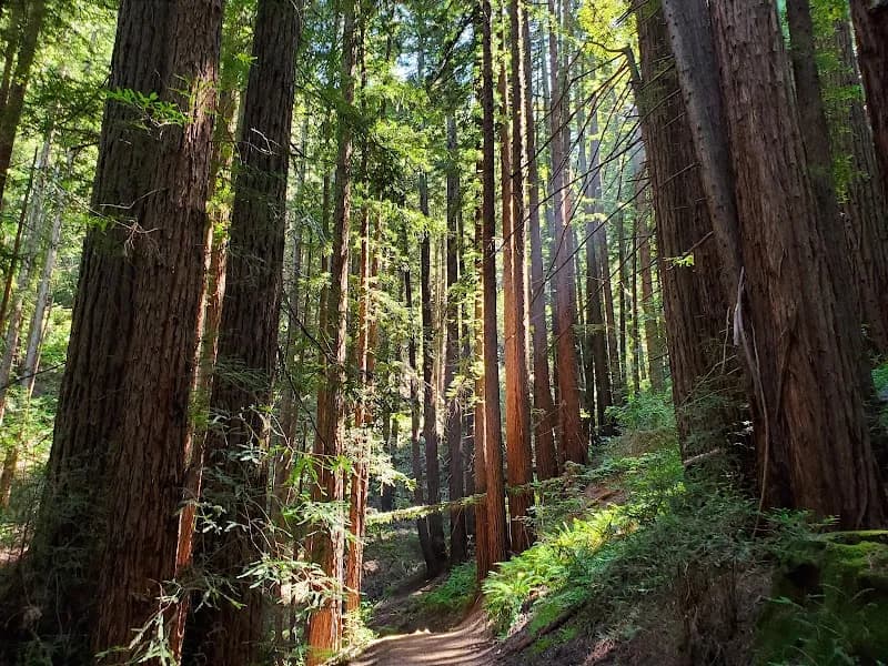 Reinhardt Redwood Regional Park park in Oakland, CA