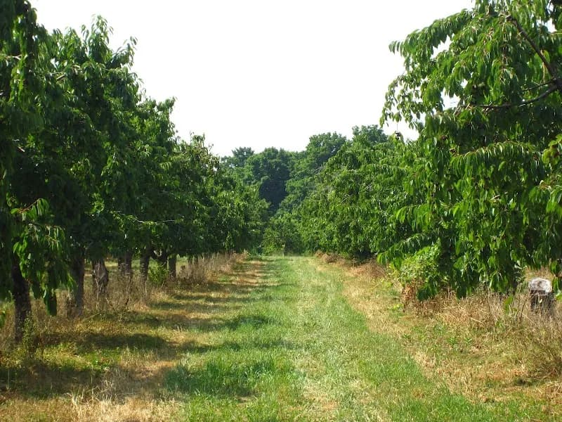 View of Rennie Orchards in Traverse City, MI