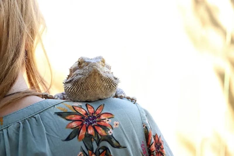 Reptile & Amphibian Center of the Rockies pet care in Estes Park, CO