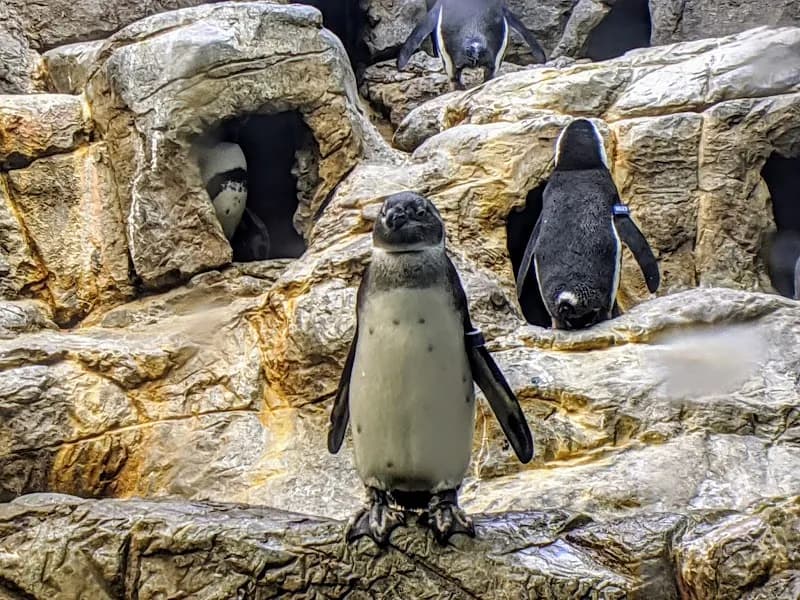 View of Ripley's Aquarium of the Smokies in Gatlinburg, TN