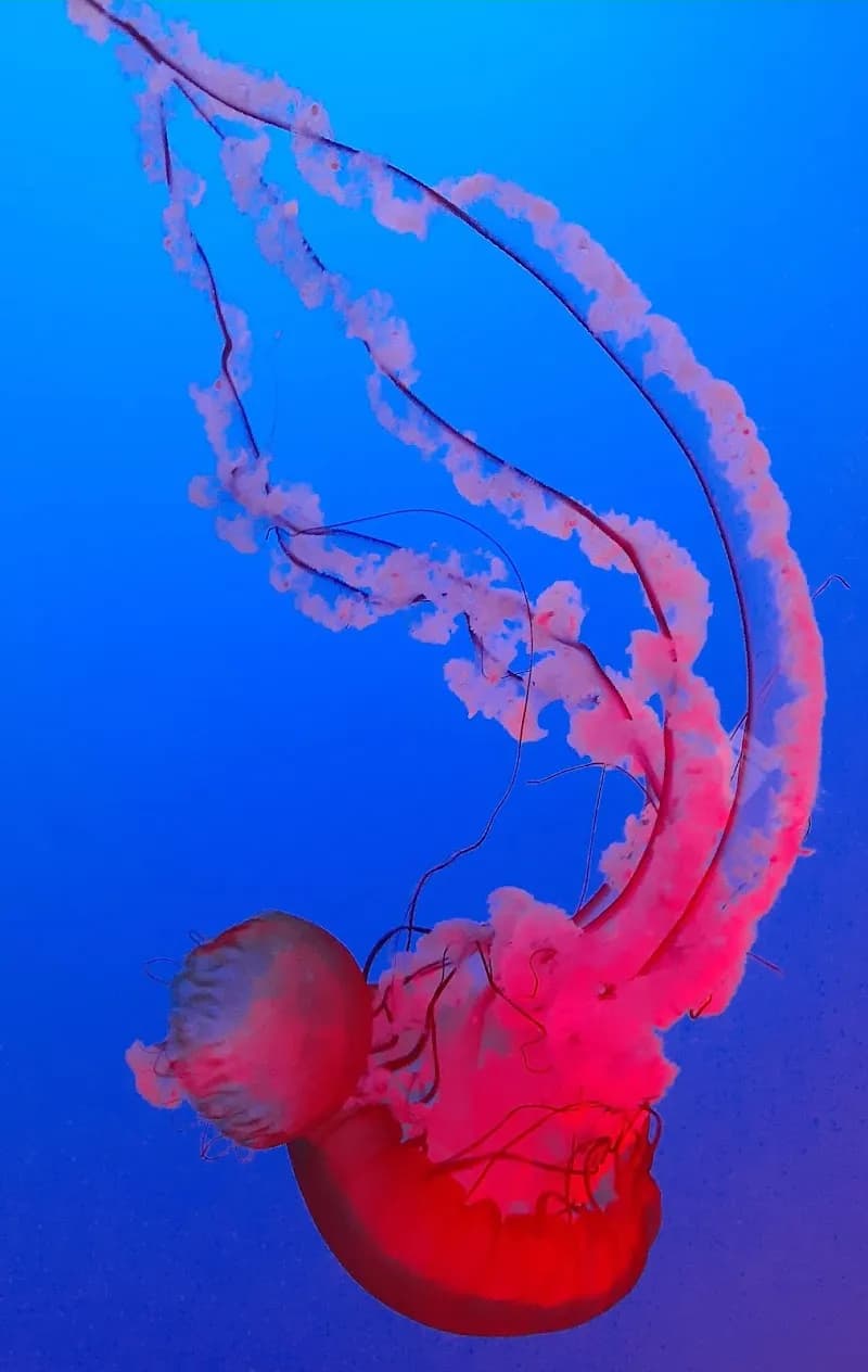 View of Ripley's Aquarium of the Smokies in Gatlinburg, TN