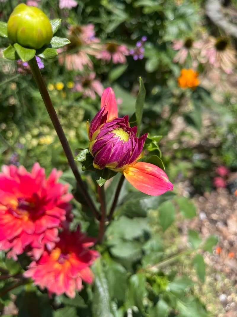 View of Riverview Community Garden in Jersey City, NJ