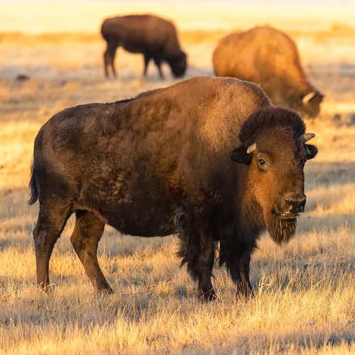 View of Rocky Mountain Arsenal National Wildlife Refuge in Commerce City, CO