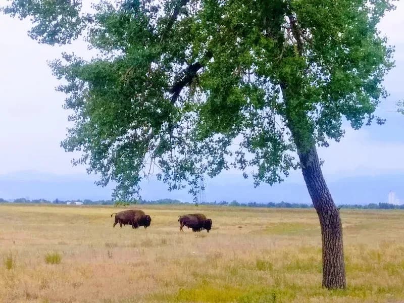 View of Rocky Mountain Arsenal National Wildlife Refuge in Commerce City, CO