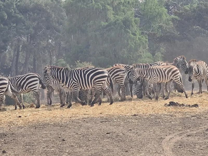 View of Safari in Ramat Gan, TA