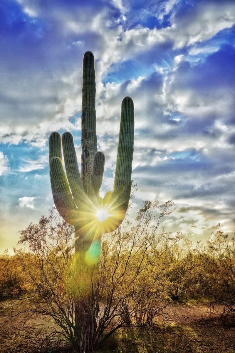 Saguaro National Park East premise in Tanque Verde, AZ