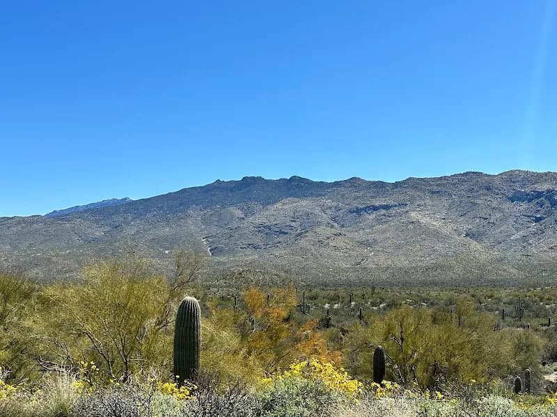 View of Saguaro National Park East in Tanque Verde, AZ