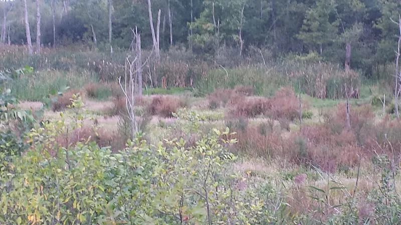 View of Salem NH Rail Trail in Plaistow, NH