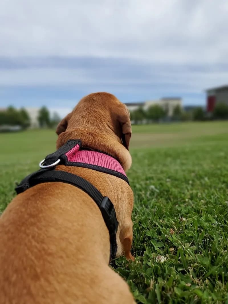 San Mateo Park neighborhood in Fremont, CA