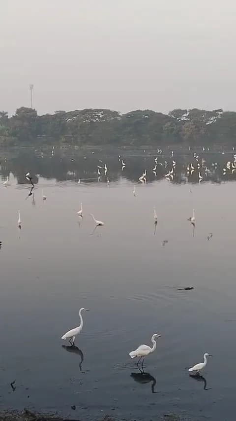 View of Seawoods Lake in Nerul, MH