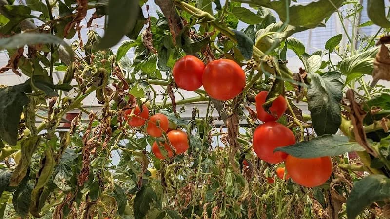 View of She Shan Tsuen Organic Farm in Fanling, HK