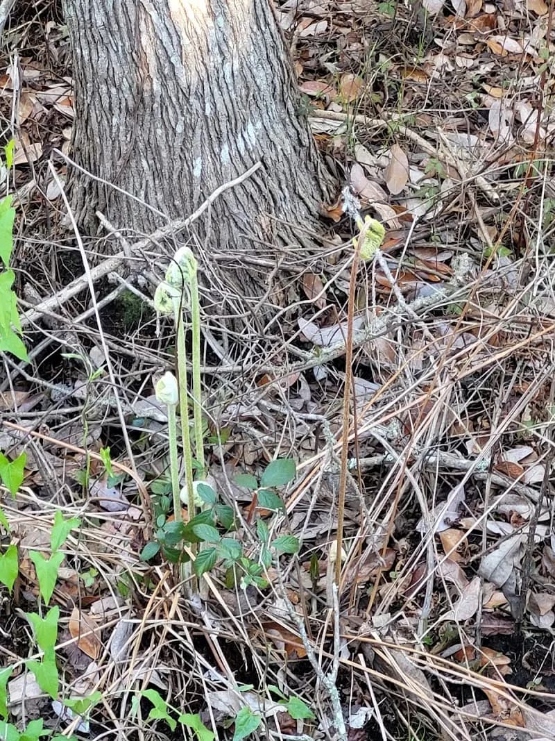 Shoreline Park route in Gulf Breeze, FL
