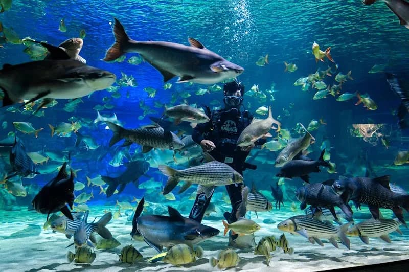 Siem Reap Aquarium aquarium in Siem Reap, SR