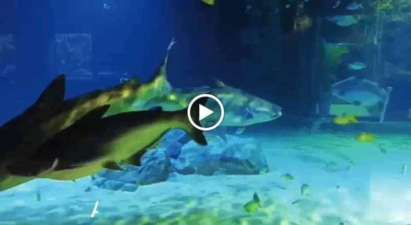 View of Siem Reap Aquarium in Siem Reap, SR