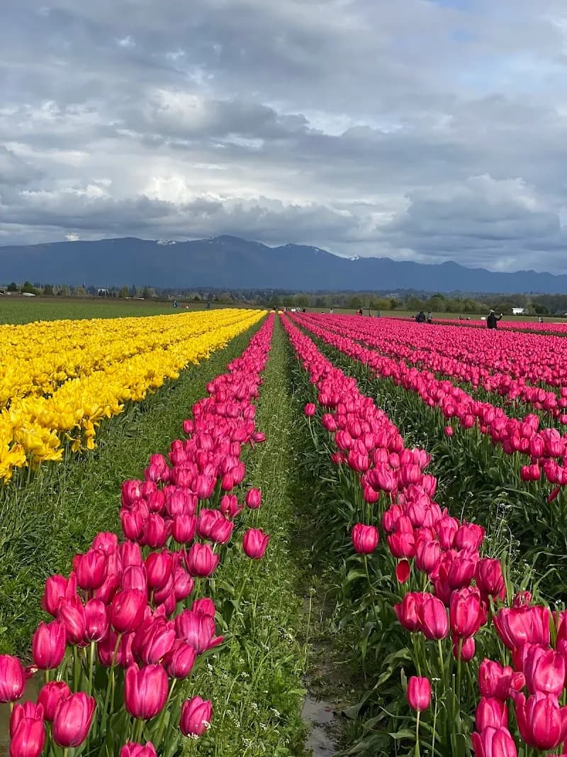 Skagit Valley Tulip Festival Headquarters non profit organization in Bellingham, WA