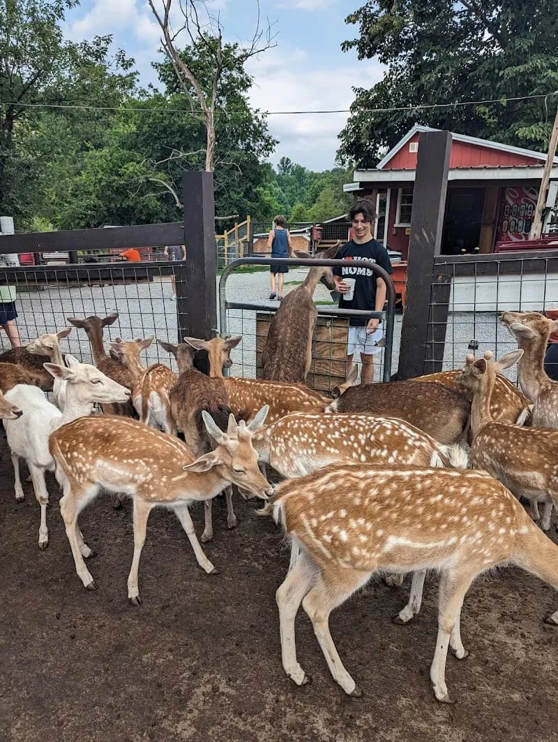View of Smoky Mountain Deer Farm and Exotic Petting Zoo in Pigeon Forge, TN