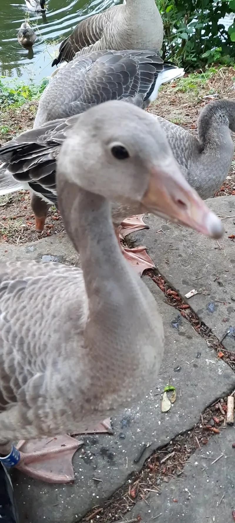 View of Spielplatz Lohwald in Unterschleißheim, BY